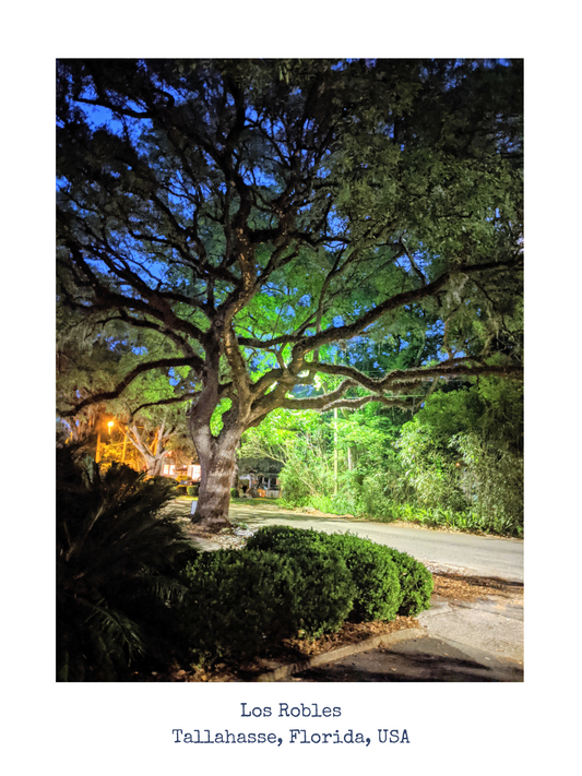 Los Robles, Tallahassee, FL [DIGITAL DOWNLOAD]