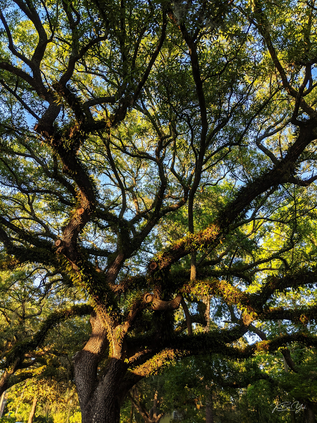 Los Robles Elder [DIGITAL DOWNLOAD]