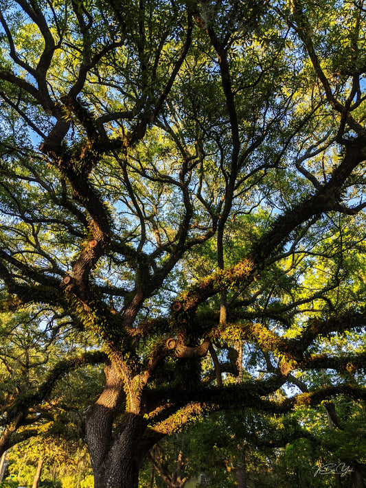 Los Robles Elder [DIGITAL DOWNLOAD]